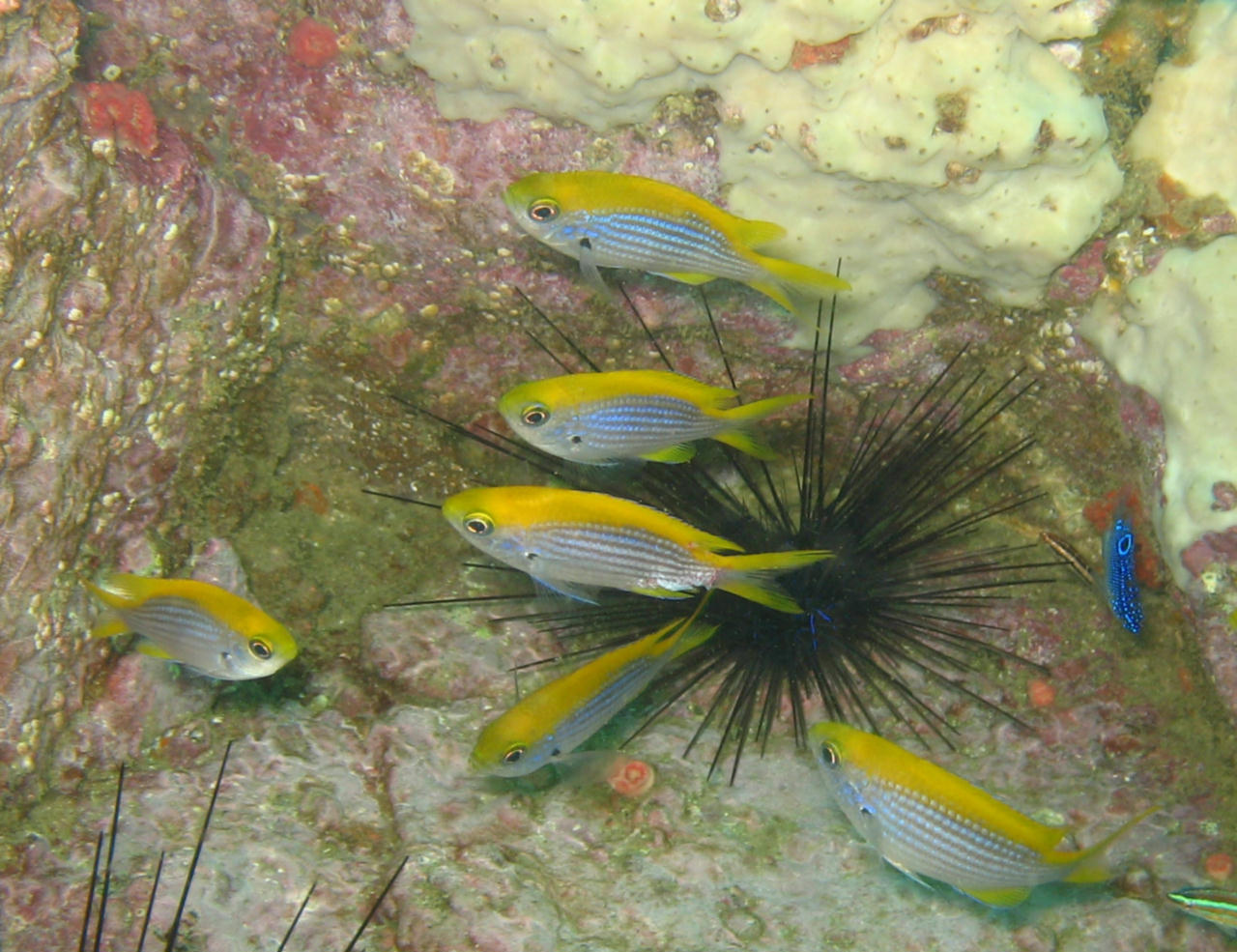 Chromis cadenati